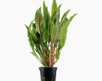 Cryptocoryne undulata 'Broad Leaf' - Tropica Pot