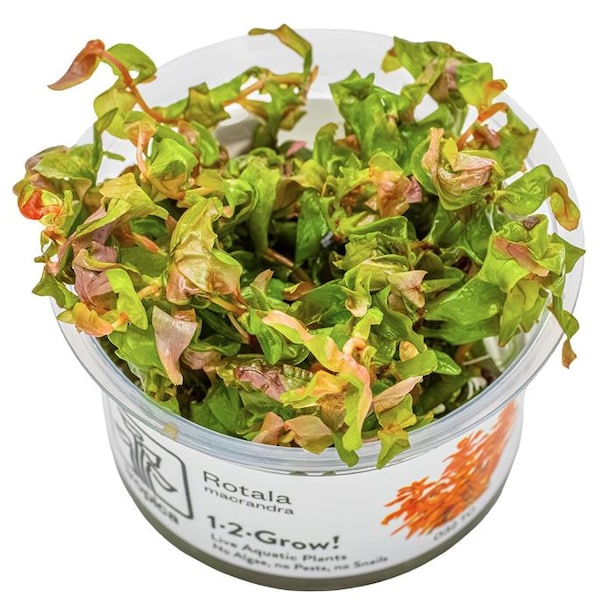 Rotala Macrandra 'japan' - Tropica Tissue Culture Cup