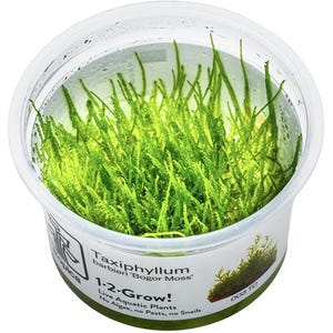 Taxiphyllum Barbieri 'Bogor Moss' (aka Java Moss) - Tropica Tissue Culture Cup