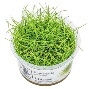 Eleocharis pusilla 'dwarf hairgrass' - Tropica Tissue Culture Cup