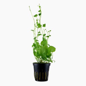May include: A vibrant green plant with heart-shaped leaves and slender stems, potted in a black plastic container. The plant has a lush, full appearance, with several stems reaching upwards. The pot has a grid-like design.