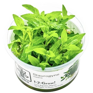 Staurogyne Repens - Tropica Tissue Culture Cup