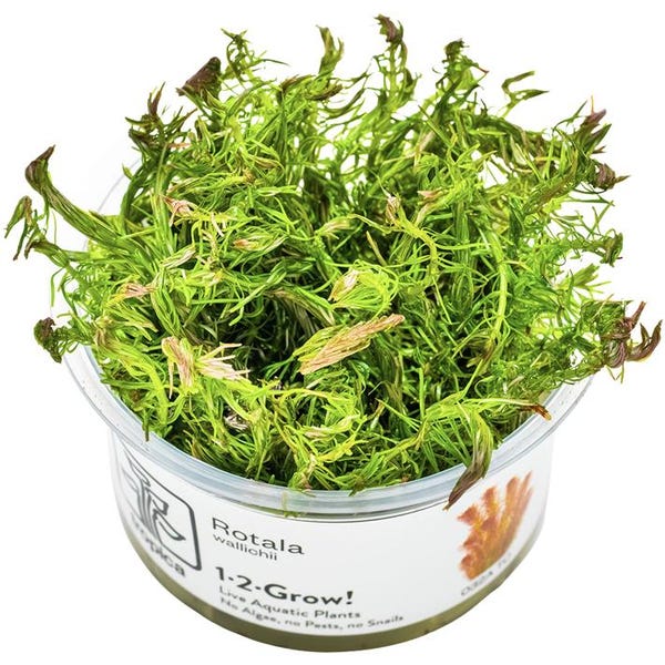 Rotala Wallichii - Tropica Tissue Culture Cup