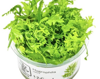 Hygrophila Odora - Tropica Tissue Culture Cup
