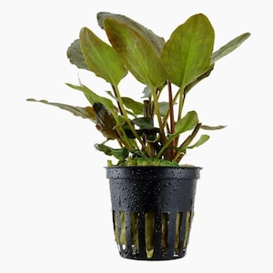 Lagenandra meeboldii 'Red'- Tropica Pot (out of stock)