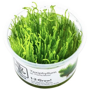 Taxiphyllum 'Flame' Moss - Tropica Tissue Culture Cup
