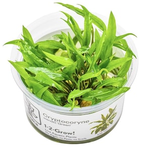 Cryptocoryne Wendtii 'Green'  - Tropica Tissue Culture Cup