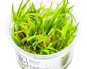 Blyxa Japonica - Tropica Tissue Culture Cup