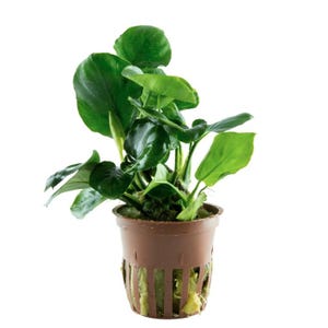 Anubias Barteri ’Coin Leaf’ - Tropica Pot
