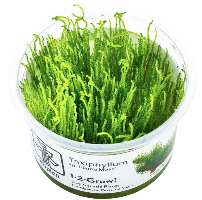Taxiphyllum sp. ’Flame Moss’ - Tissue Culture Cups