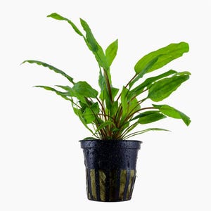 May include: A potted aquatic plant with long, green leaves and reddish stems. The plant is in a black plastic pot with vertical gold stripes. The plant is a vibrant green color and is set against a white background.