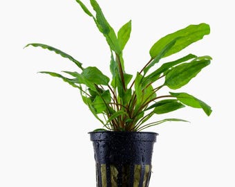 Cryptocoryne wendtii 'Green' - Tropica Pot