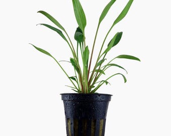 Cryptocoryne x willisii - Tropica Pot
