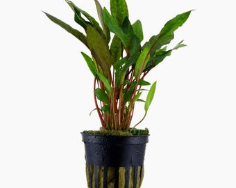 Cryptocoryne beckettii 'Petchii' - Tropica Pot