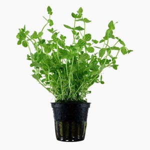 May include: A vibrant green plant with small, rounded leaves and slender stems, potted in a black plastic container. The plant has a lush, full appearance, with visible roots and a fresh, healthy look. Ideal for indoor or outdoor use.