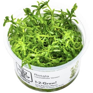 May include: A clear plastic container filled with vibrant green Rotala rotundifolia 'Green' aquatic plants. The label reads "1-2-Grow! Live Aquatic Plants". The plants have small, delicate leaves, and the overall appearance is fresh and healthy.