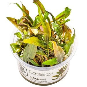 Cryptocoryne undulata 'Broad Leaf- Red'  - Tropica Tissue Culture Cup
