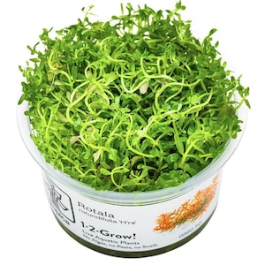 Rotala Rotundifolia 'H'ra' - Tropica Tissue Culture Cup