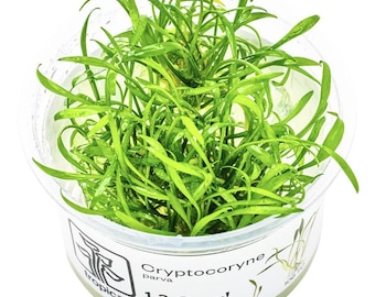 Cryptocoryne Parva - Tropica Tissue Culture Cup
