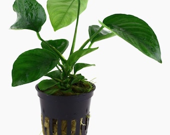 Anubias Barteri Caladiifolia - Tropica Pot