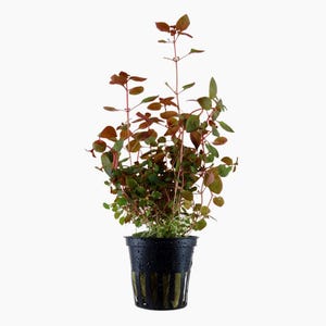 May include: A potted plant with reddish-brown and green leaves. The plant is in a black plastic pot with vertical slits. The plant has multiple stems and small, oval-shaped leaves. The background is plain white.