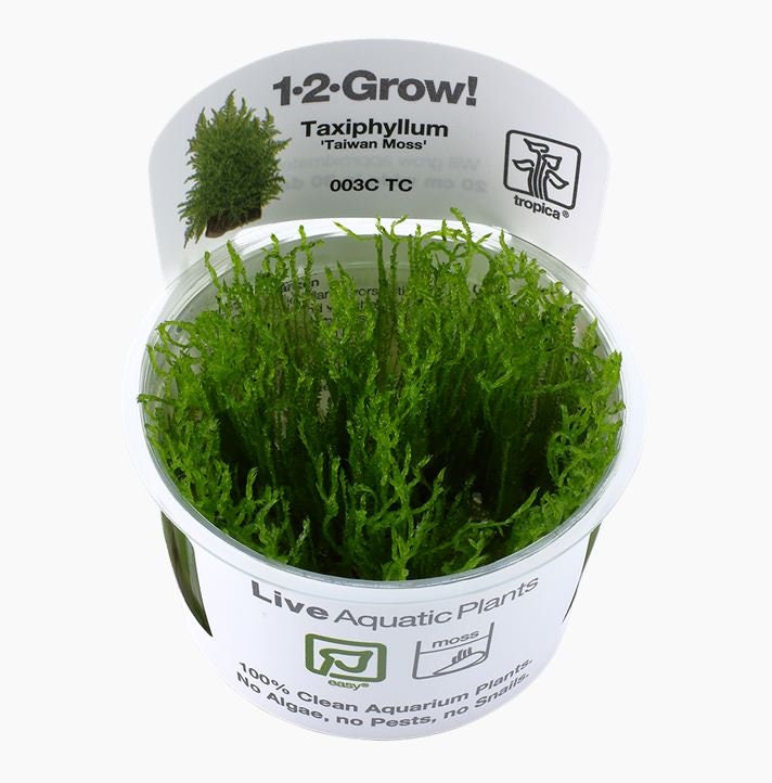 Taxiphyllum alternans 'Taiwan Moss' - Tropica Tissue Culture Cup