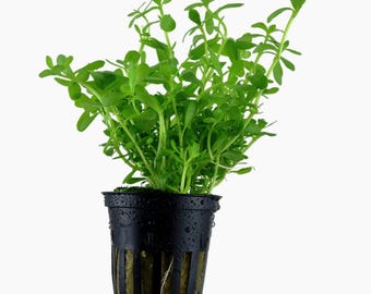 Bacopa monnieri 'Compact' - Tropica Pot