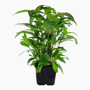 May include: A vibrant green plant with long, pointed leaves, potted in a square black plastic container. The plant has multiple stems and a full, lush appearance, set against a plain white background.