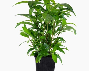 Hygrophila corymbosa 'Siamensis 53B' - Tropica Pot