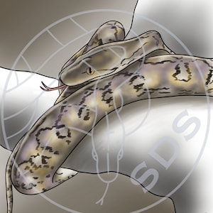 Super Dwarf Reticulated Python Snake Digital Art Color Print Coiled Reptile Design for Wall Decor T-Shirts Decals Stickers Gifts