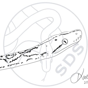 Super Dwarf Reticulated Python Snake Digital Art Print Reptile Design for Wall Decor T-Shirts Decals Stickers Gifts