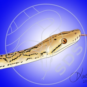 Super Dwarf Reticulated Python Snake Head Tongue Blue Backdrop Digital Art Print Reptile Design for Wall Decor T-Shirt Decals Stickers Gifts