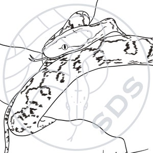 Super Dwarf Reticulated Python Snake Coiled Line Art Digital Art Print Reptile Design for Wall Decor T-Shirts Decals Stickers Gifts