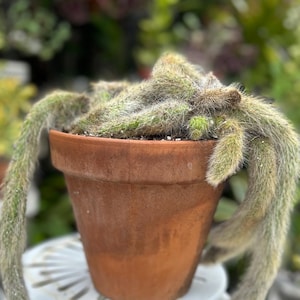 May include: A trailing cactus with long, slender, light green stems covered in fine, soft spines, planted in a round, weathered terracotta pot. The stems drape over the sides of the clay container, displaying a textured, fuzzy appearance throughout.
