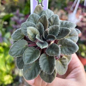 Rob’s Argyle Socks Mini African Violet Live Plant in Self-Watering Pot – Exact Plant – Rare Named Violet