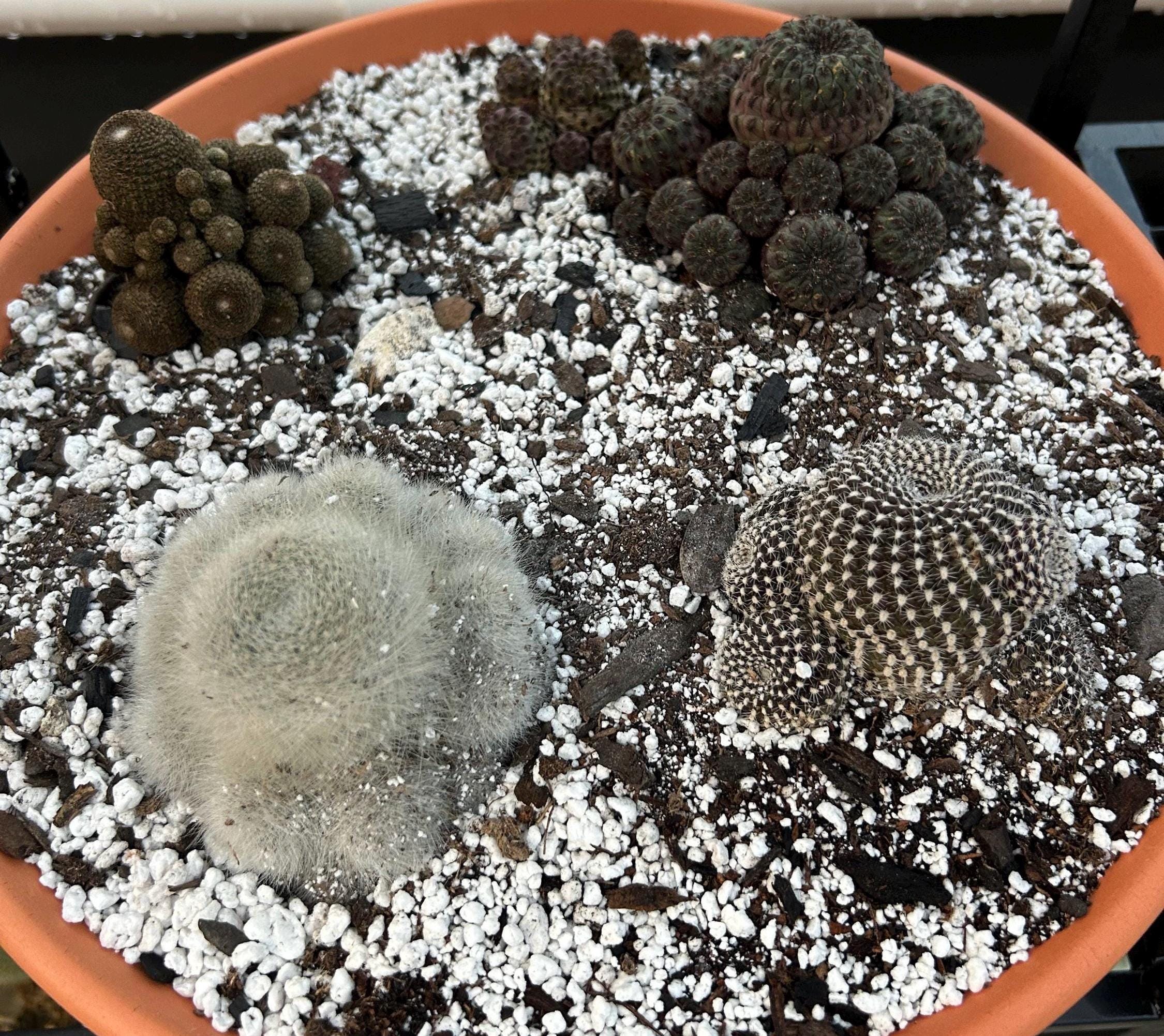Rebutia Albipilosa - Etsy