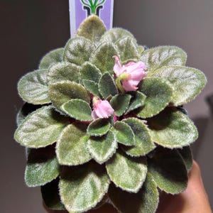 May include: An African violet plant with dark green, fuzzy, rounded leaves arranged in a dense rosette. Two small, light pink flowers bloom from the center. A rectangular white plant tag with a purple top and a green plant icon is inserted.
