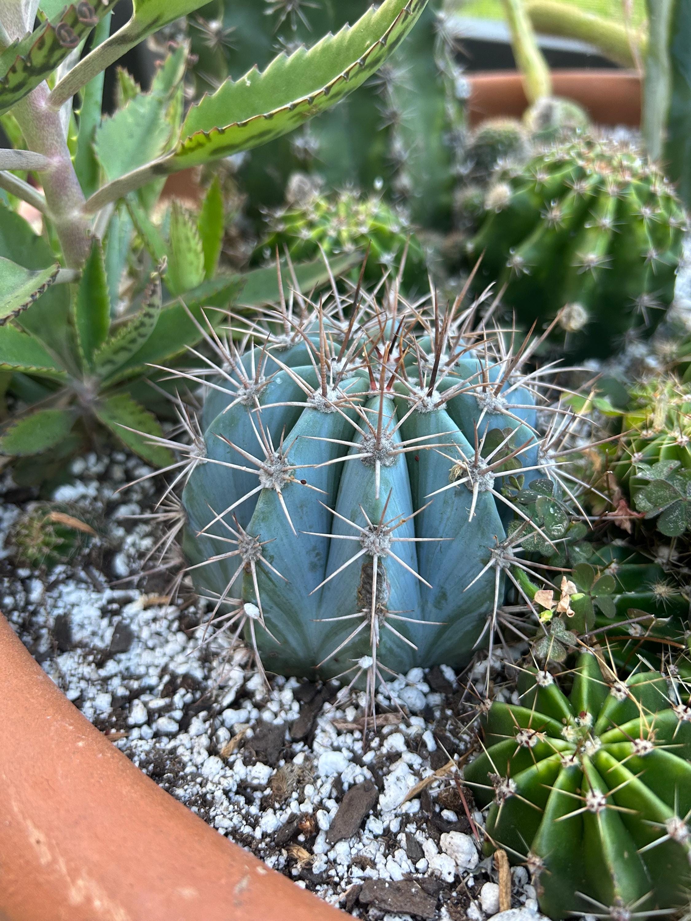 Melocactus - Etsy