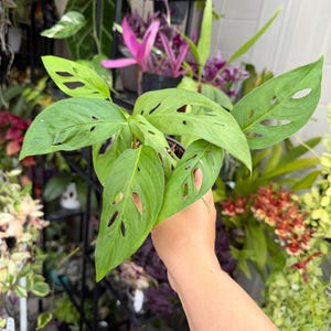 May include: A Monstera adansonii plant featuring vibrant light green, heart-shaped leaves with distinct natural perforations known as fenestrations. The foliage is arranged in a cluster, showcasing the characteristic holes that define this species.