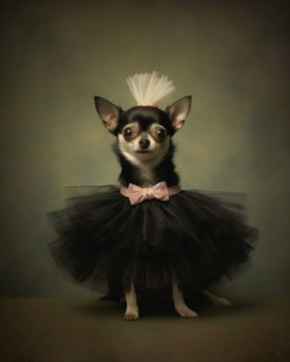 Chihuahua in a tutu hot sale