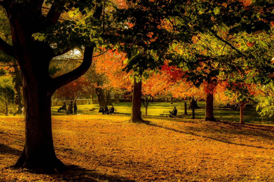 Prospect Park, Brooklyn, Fall Foliage and People - Etsy