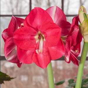 AMARYLLIS &#39;CANDY CREAM&#39;