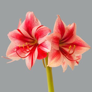 AMARYLLIS &#39;GERVASE&#39;