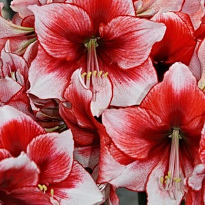 AMARYLLIS &#39;STARDUST&#39;