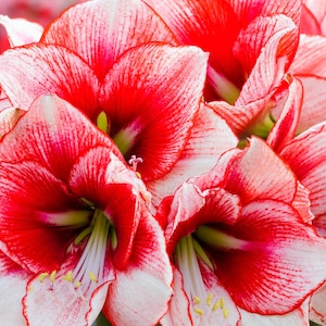 AMARYLLIS &#39;SHOWMASTER&#39;