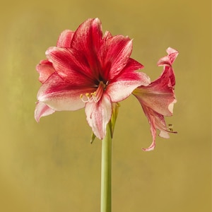 AMARYLLIS &#39;DAPHNE&#39;