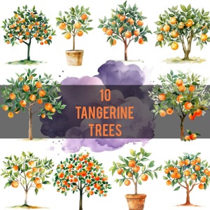 10 Tangerine Trees | Watercolor PNG Clipart | Mandarin tree in a pot