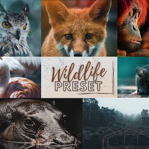 Die besten Wildtiere Presets für Lightroom