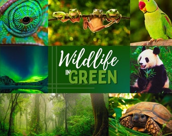 The BEST Wildlife in Green Lightroom Presets