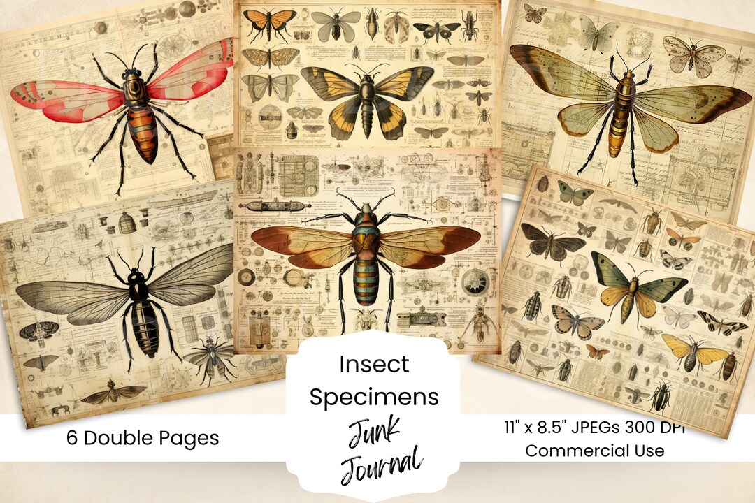 Insect Junk Journal Specimen Kit Entomology Specimen Digital Insect